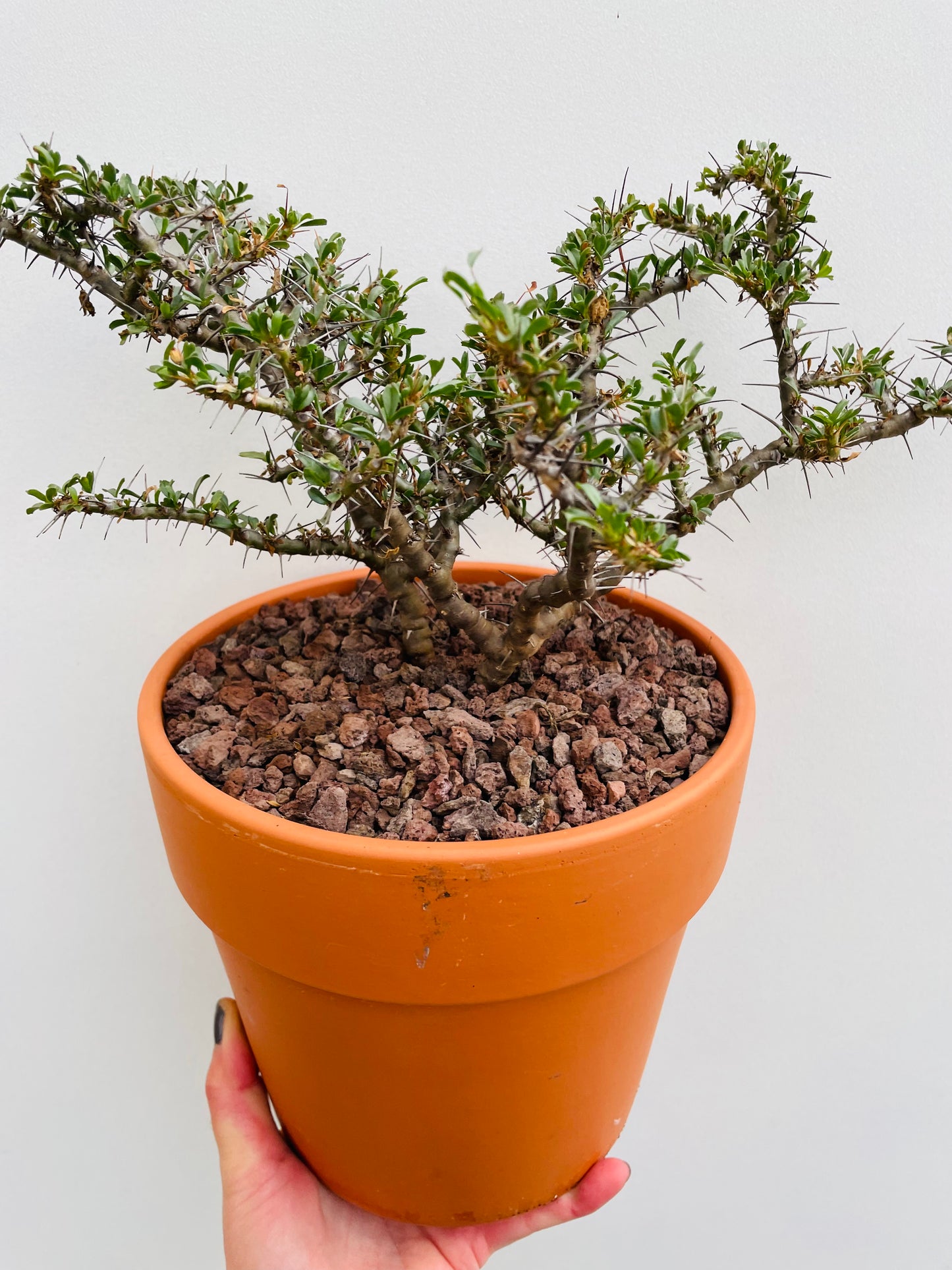 Bilde av Monsonia vanderietiae-Spanne Plantesalg