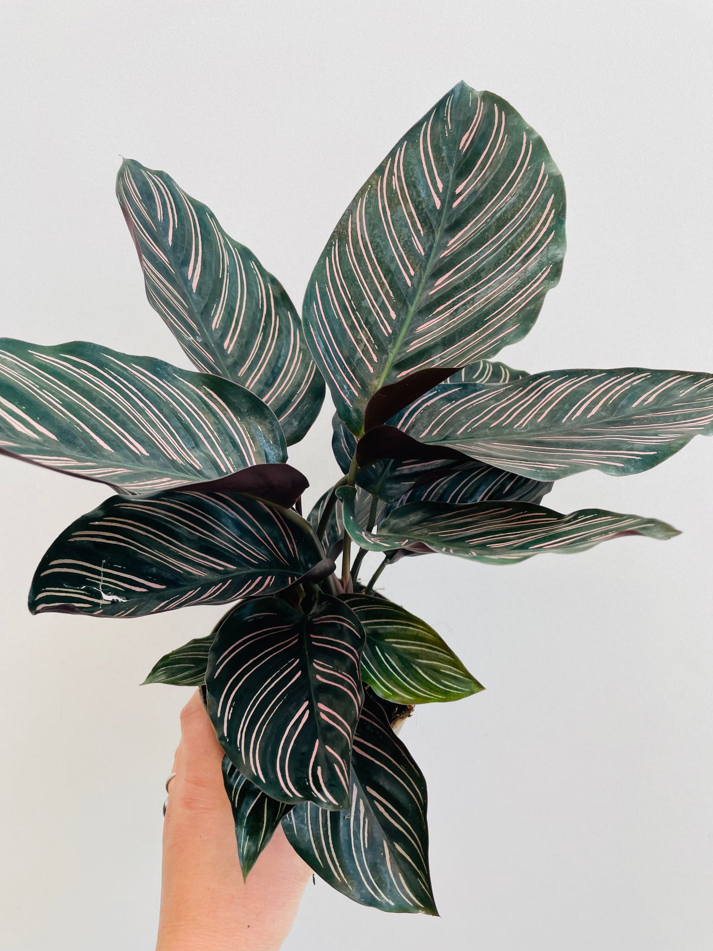 Bilde av Calathea ornata sanderiana-Spanne Plantesalg