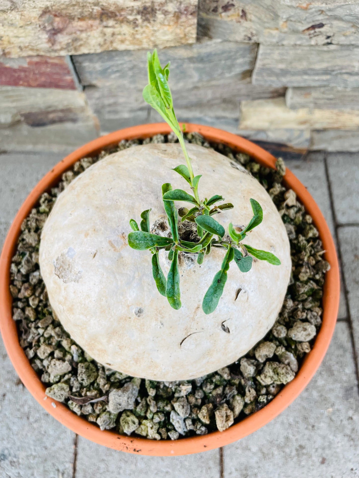 Bilde av Raphionacme dyeri-Spanne Plantesalg