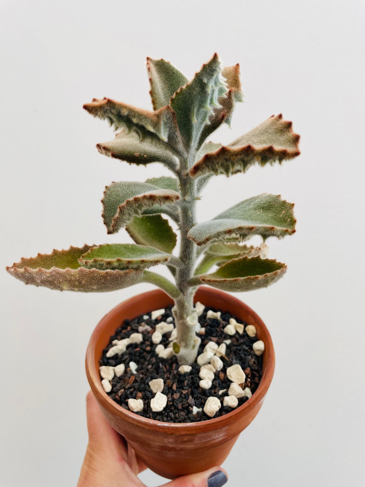 Bilde av Kalanchoe beharensis-Spanne Plantesalg