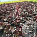 Bilde av Heuchera Crazy Rasta-Spanne Plantesalg