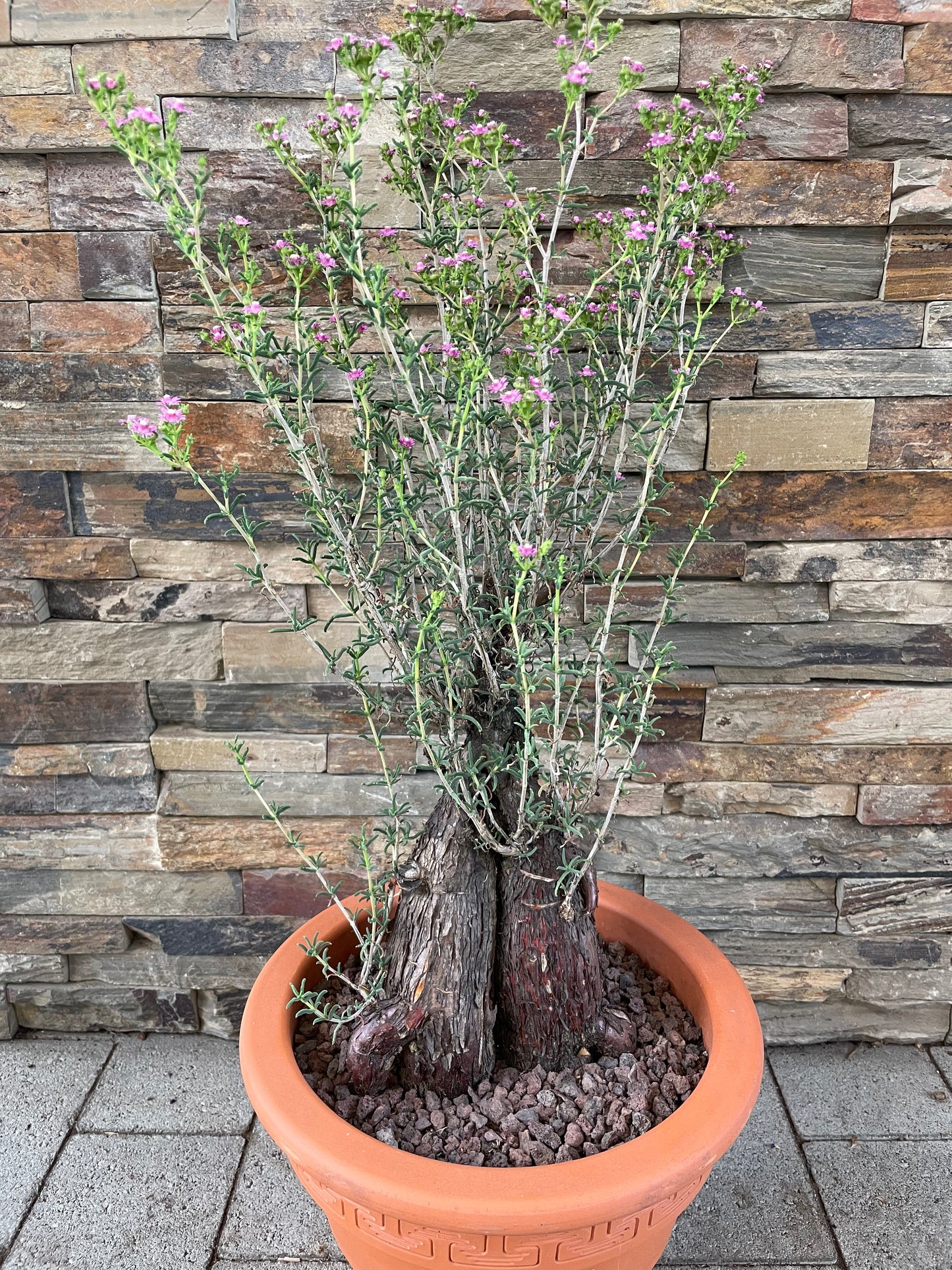 Bilde av Mestoklema tuberosum XL-Spanne Plantesalg