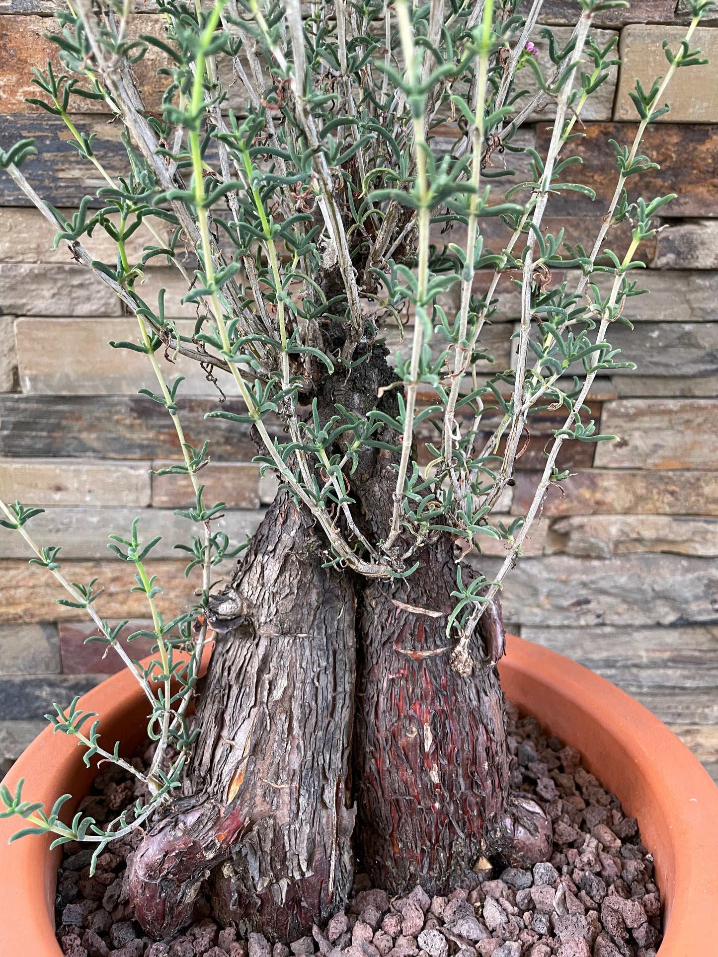 Bilde av Mestoklema tuberosum XL-Spanne Plantesalg