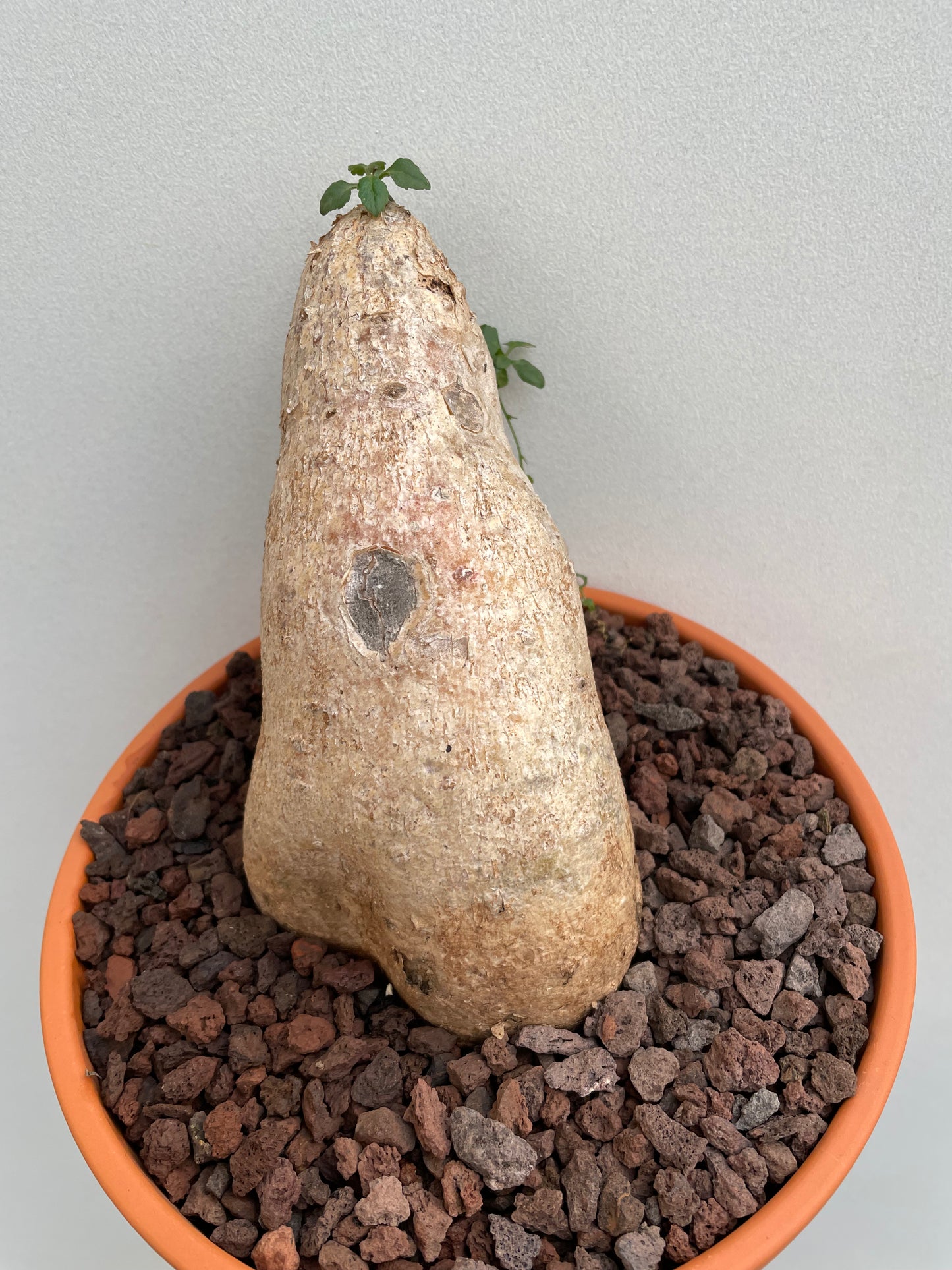 Bilde av Fockea edulis 2-Spanne Plantesalg