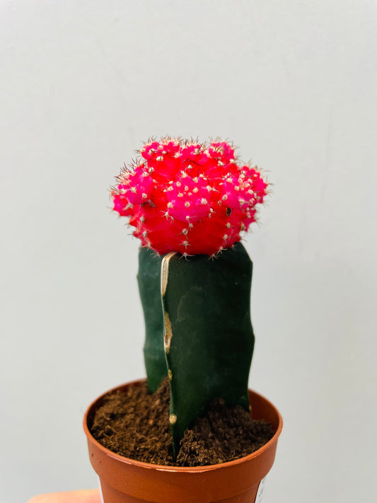 Bilde av Gymnocalycium mihanovichii ‘Japan’-Spanne Plantesalg