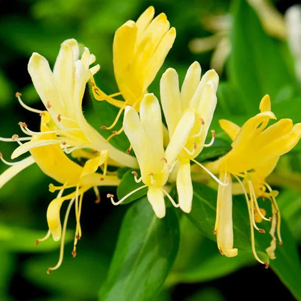 Lonicera henryi 'Copper Beauty' – Spanne Plantesalg
