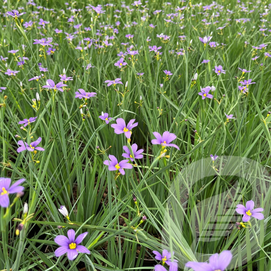 Bilde av Sisyrinchium Lucerne-Spanne Plantesalg