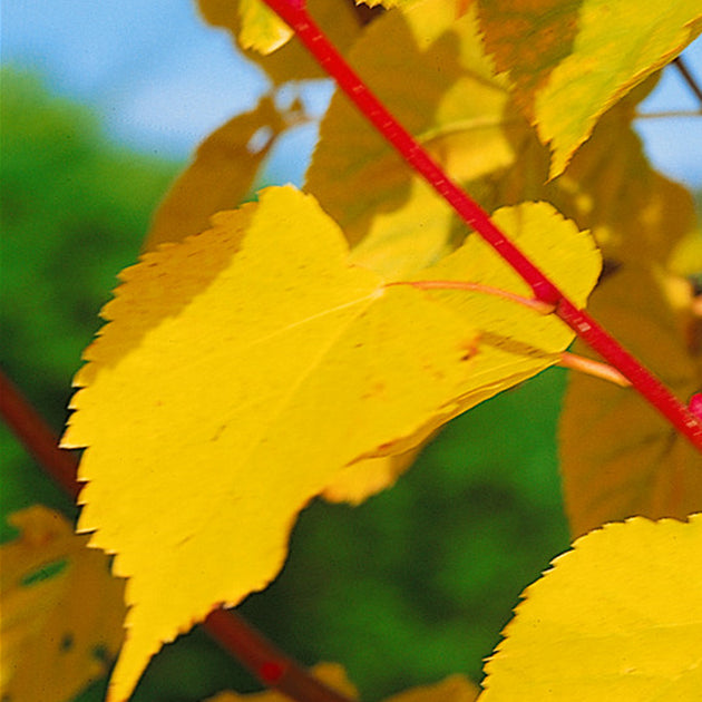 Bilde av Tilia cordata Winter Orange'-Spanne Plantesalg