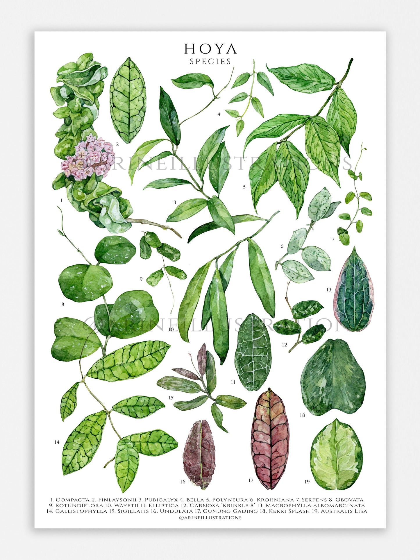 Bilde av A2 plakat (42 x 59 4 cm) stueplanter-Spanne Plantesalg