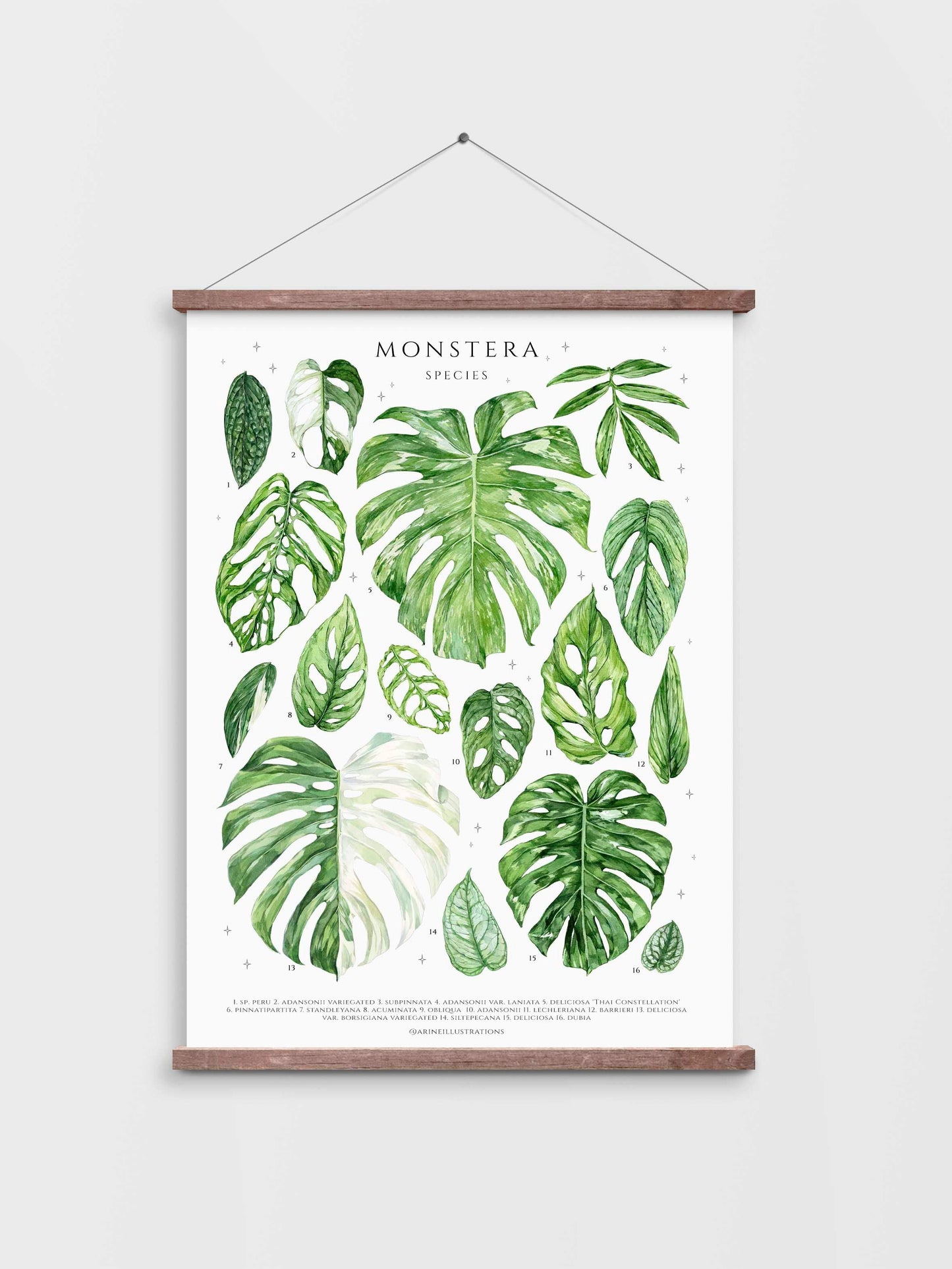 Bilde av A2 plakat (42 x 59 4 cm) stueplanter-Spanne Plantesalg