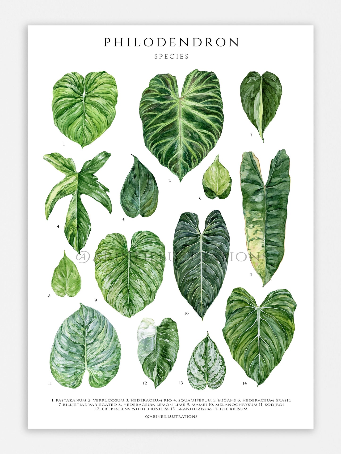 Bilde av A2 plakat (42 x 59 4 cm) stueplanter-Spanne Plantesalg