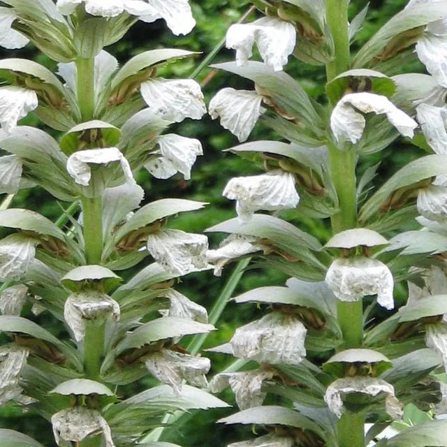 Bilde av Acanthus mollis 'Rue Ledan'-Spanne Plantesalg