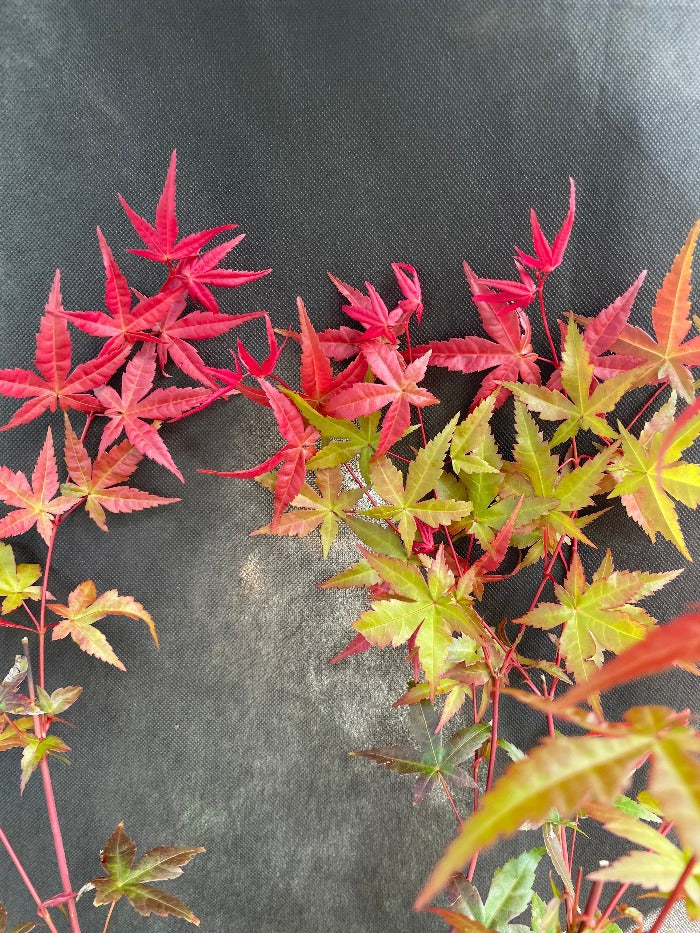 Bilde av Acer pal. 'Beni-maiko'-Spanne Plantesalg