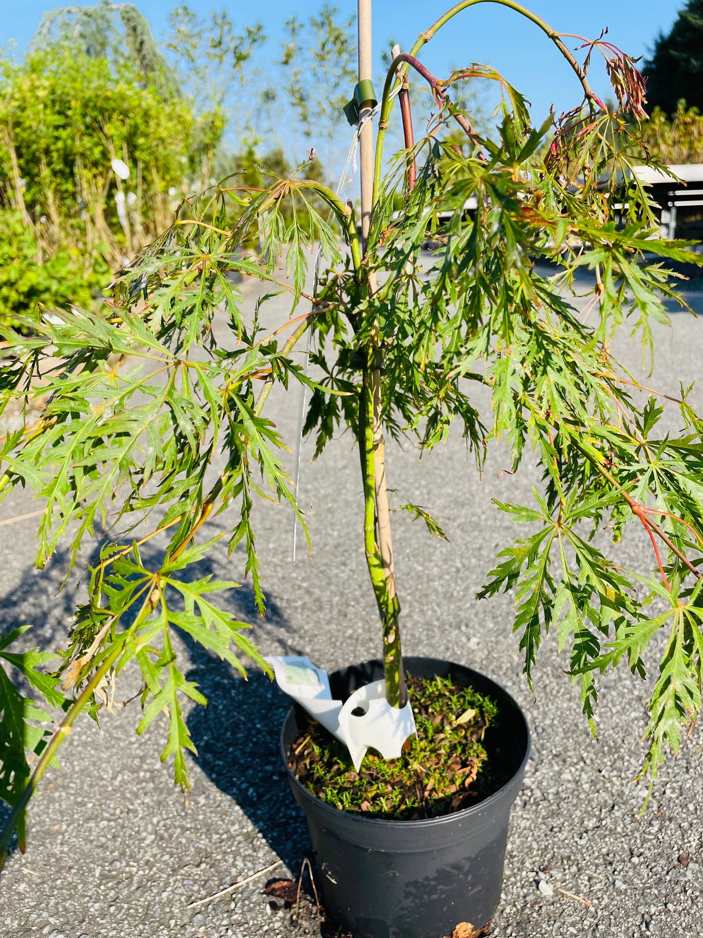 Bilde av Acer palm. 'Dissectum'-Spanne Plantesalg