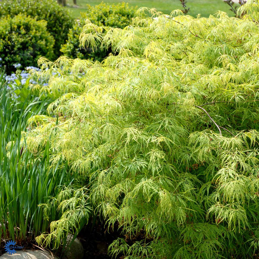 Bilde av Acer palm. 'Dissectum' C5-Spanne Plantesalg