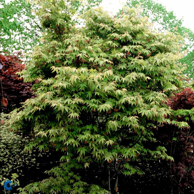 Bilde av ACER PALMATUM OSAKAZUKI-Spanne Plantesalg