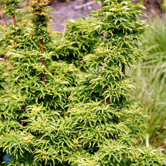 Bilde av Acer palmatum 'Shishigashira'-Spanne Plantesalg