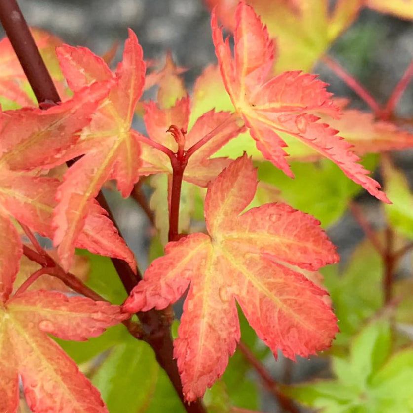 Bilde av Acer palmatum 'Shishio hime'-Spanne Plantesalg