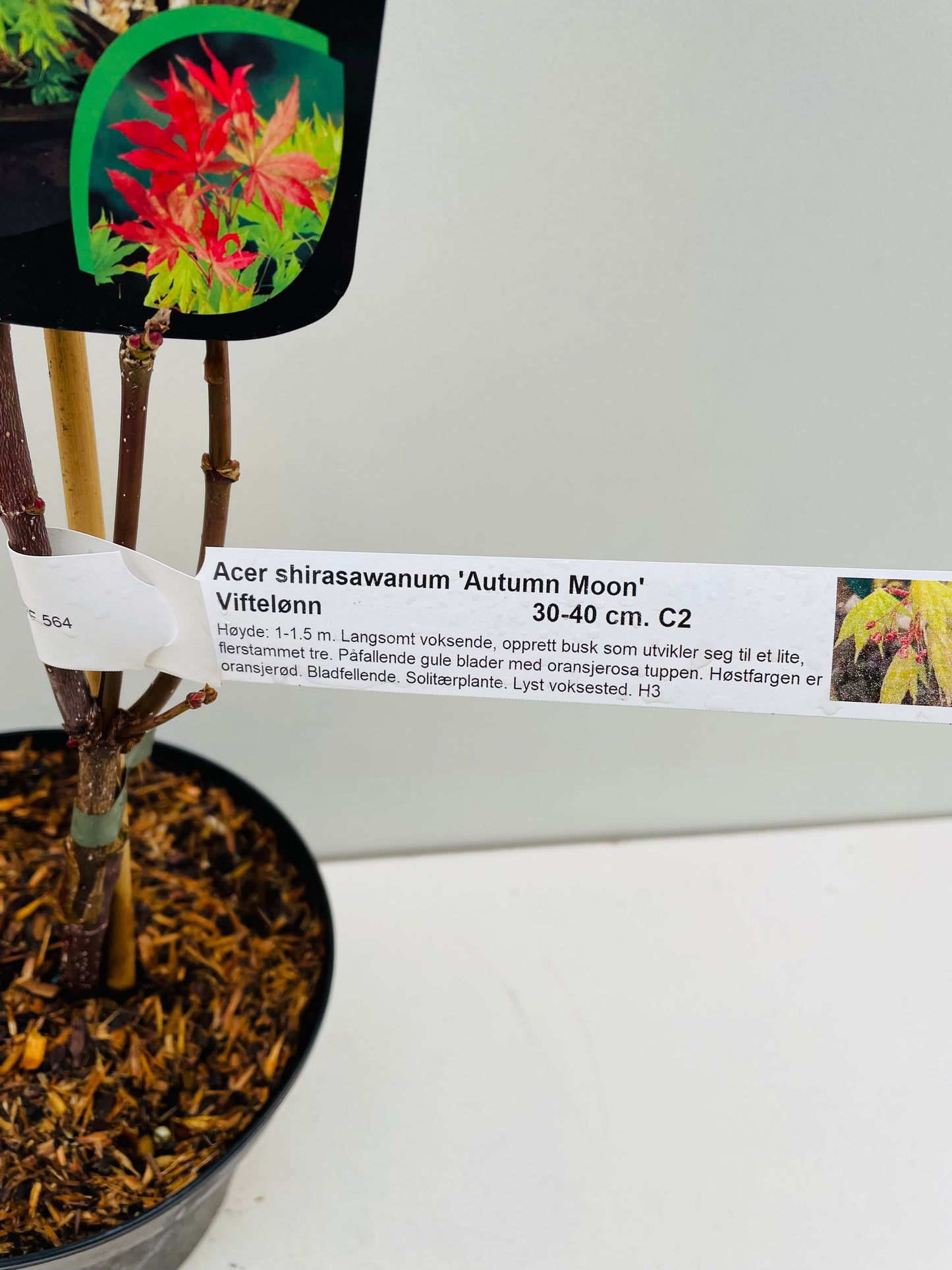 Bilde av Acer shir. 'Autumn Moon'-Spanne Plantesalg