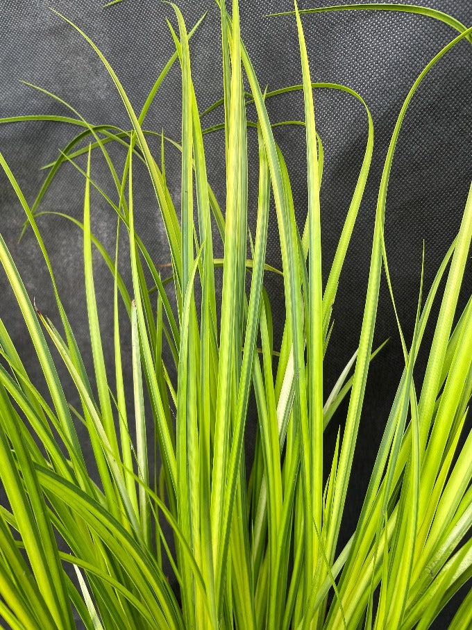 Bilde av Acorus gramineus 'Ogon'-Spanne Plantesalg
