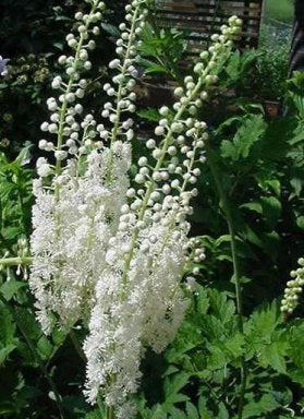 Bilde av ACTAEA SIMPLEX WHITE PEARL-Spanne Plantesalg