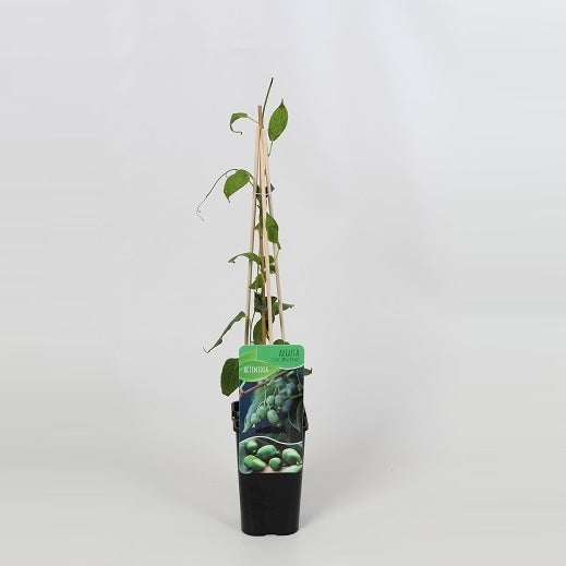 Bilde av ACTINIDIA ARGUTA ISSAI-Spanne Plantesalg