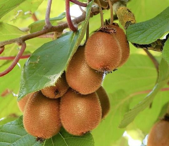 Bilde av ACTINIDIA DELICIOSA SOLO-Spanne Plantesalg