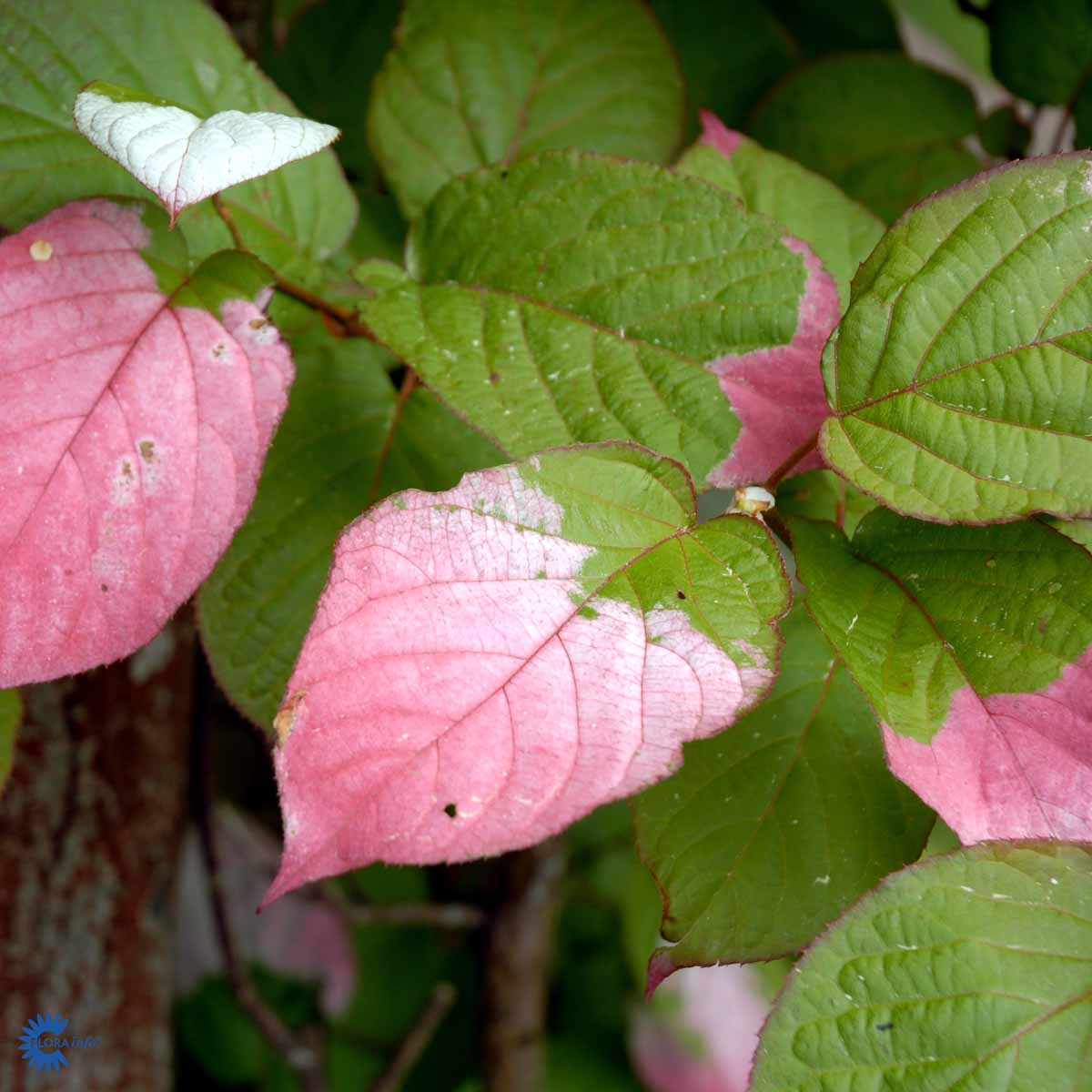 Bilde av Actinidia kolomikta tim-Spanne Plantesalg