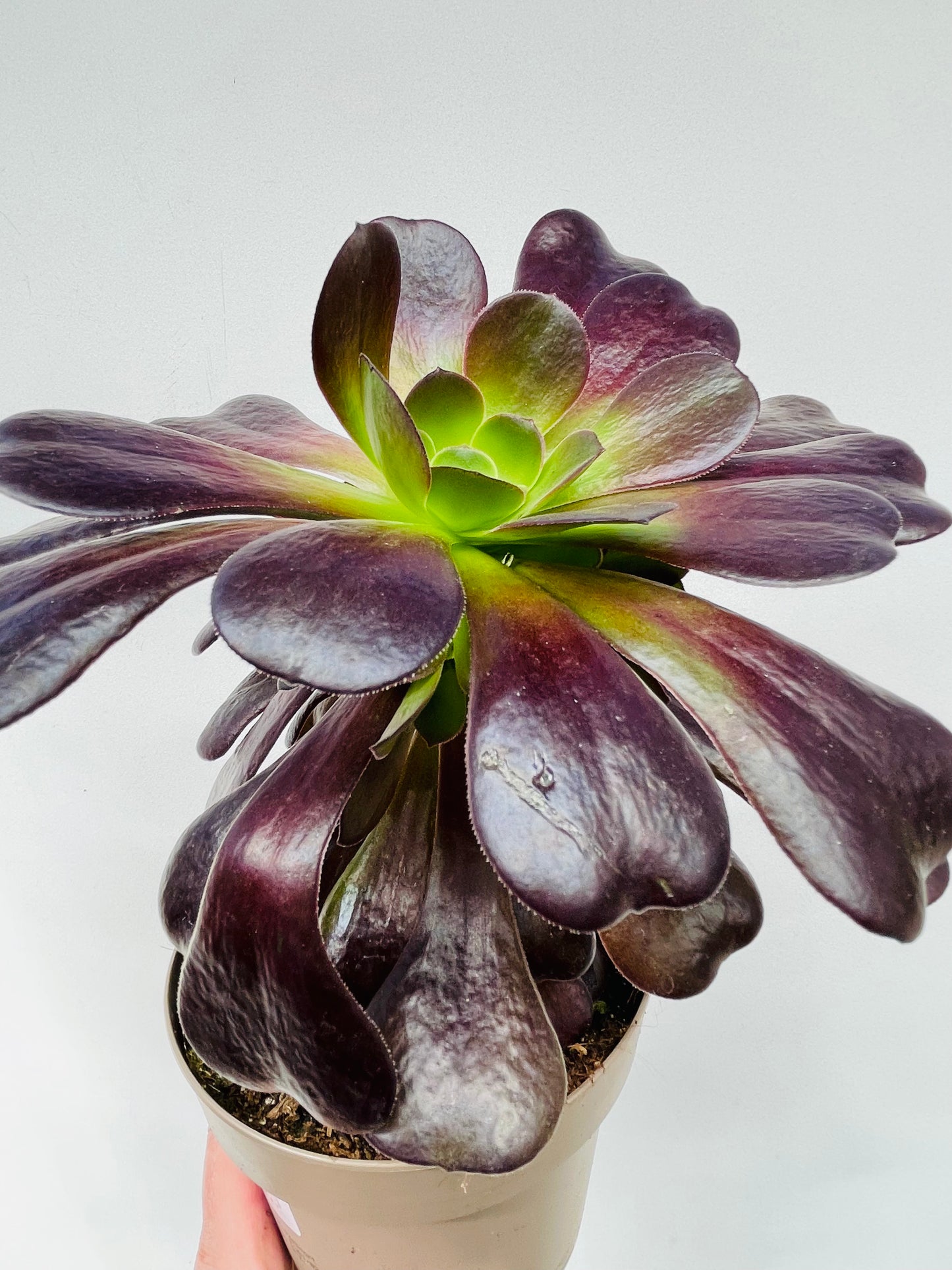 Bilde av Aeonium arboreum-Spanne Plantesalg