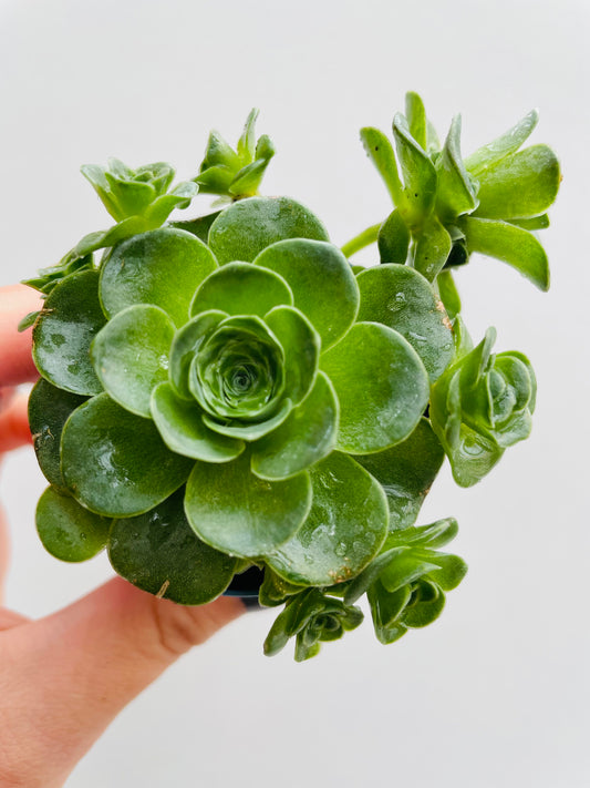 Bilde av Aeonium dodrantale/Greenovia-Spanne Plantesalg
