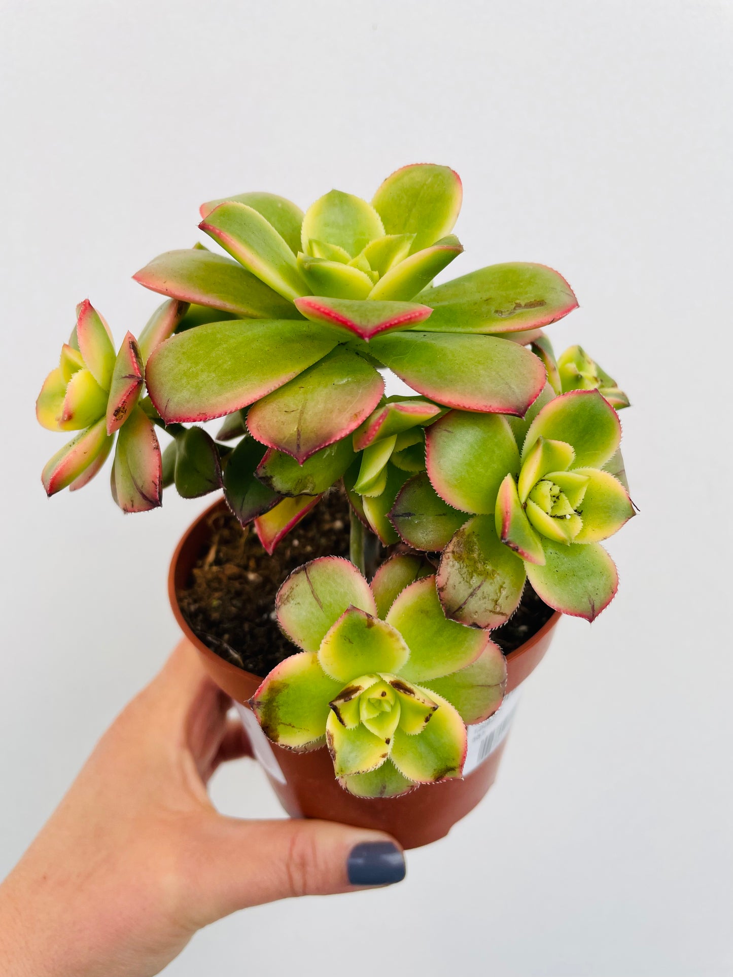 Bilde av Aeonium ‘Kiwi’-Spanne Plantesalg