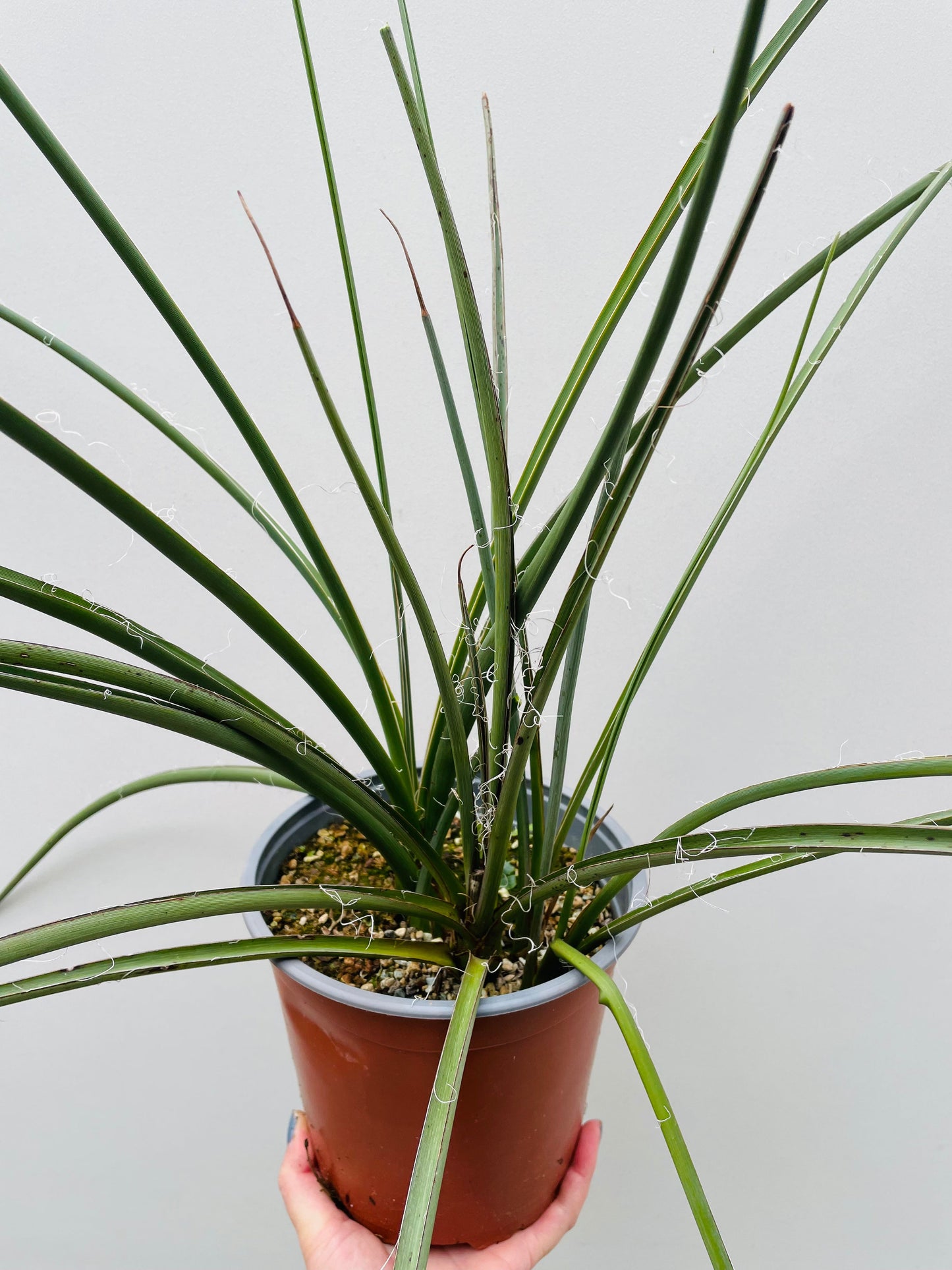 Bilde av Agave filifera 18 cm potte-Spanne Plantesalg
