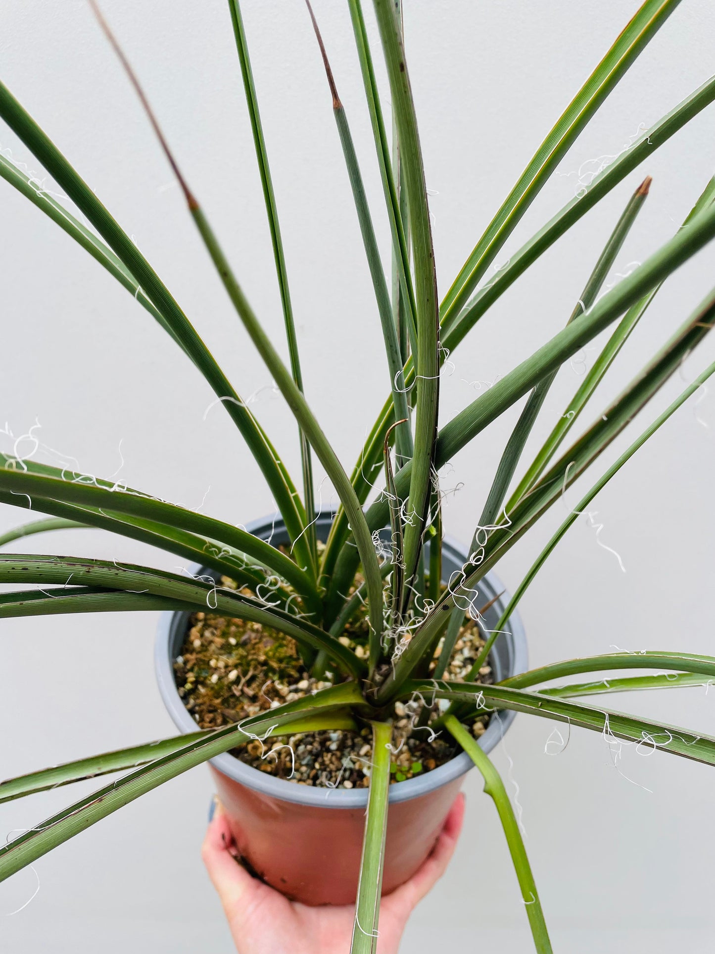 Bilde av Agave filifera 18 cm potte-Spanne Plantesalg
