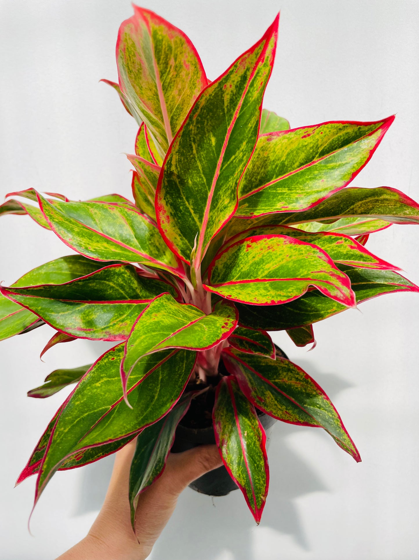 Bilde av Aglaonema ‘Jungle Lava’-Spanne Plantesalg