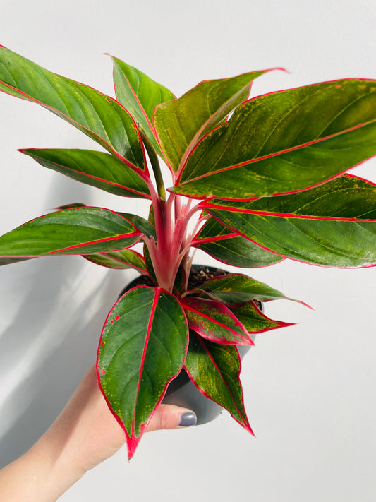 Bilde av Aglaonema ‘Jungle Red’-Spanne Plantesalg