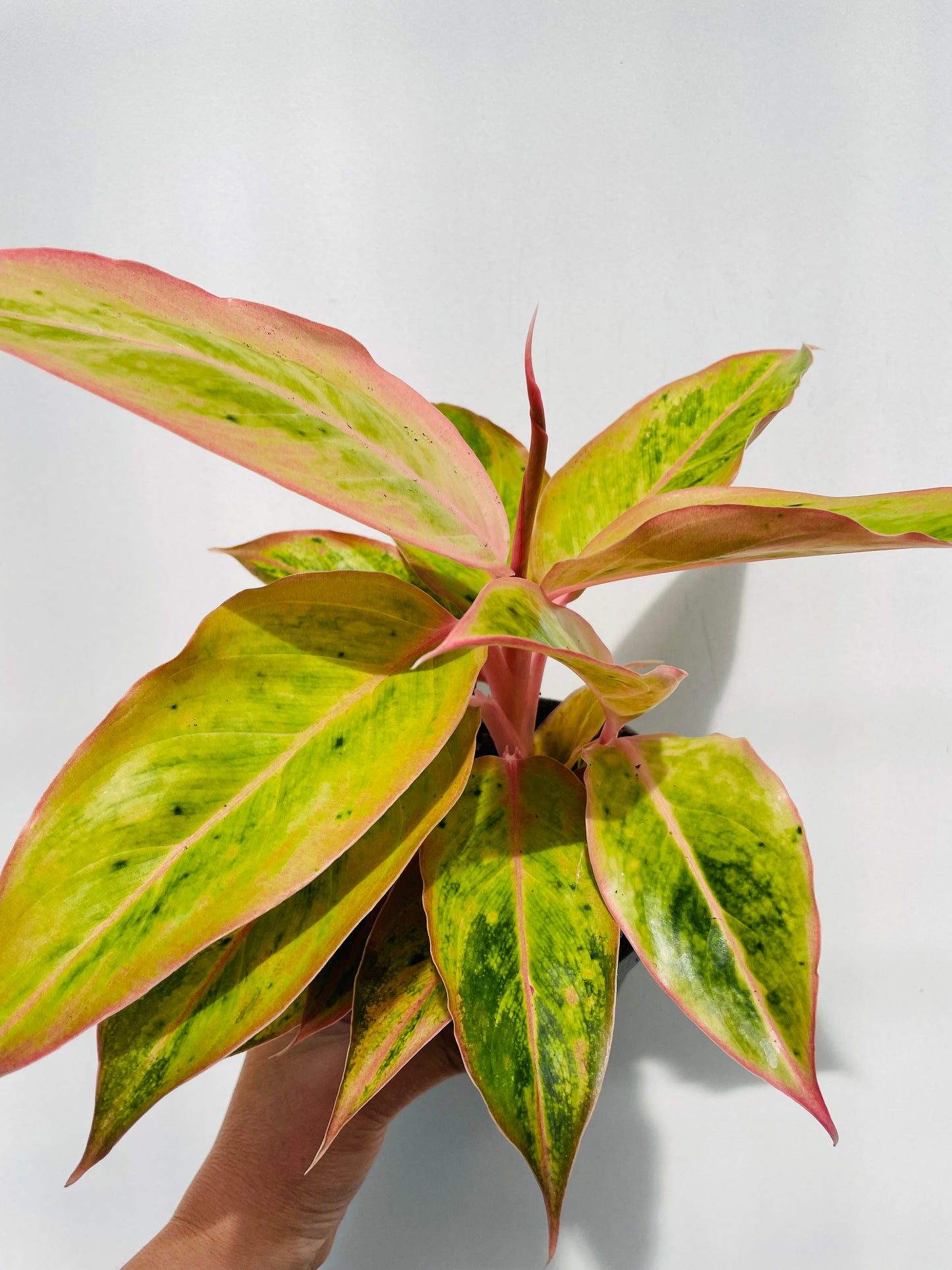Bilde av Aglaonema ‘Salmon Fantasy’-Spanne Plantesalg