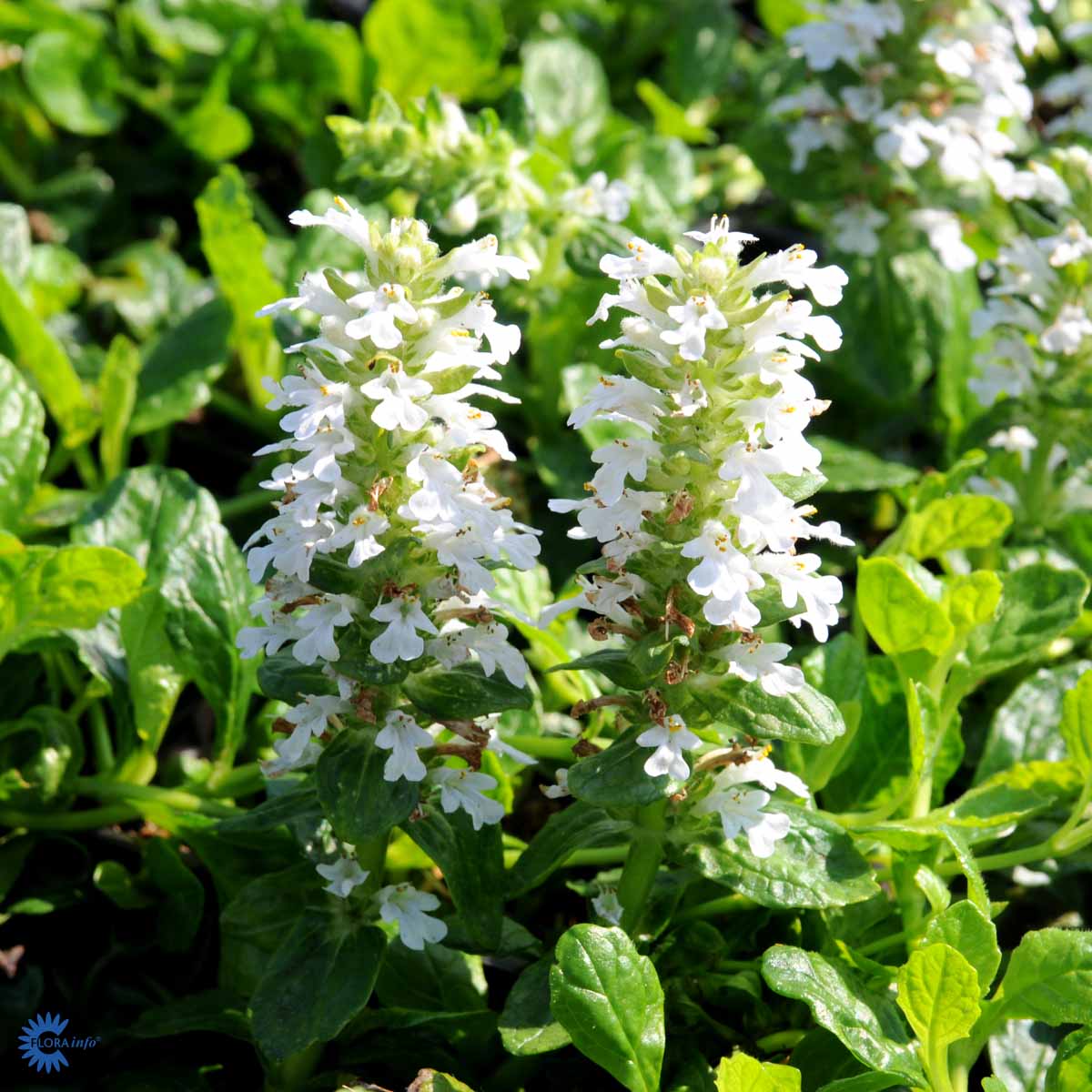 Bilde av Ajuga reptans 'Alba'-Spanne Plantesalg