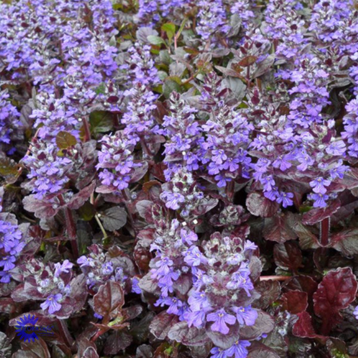 Bilde av Ajuga reptans Black Scallop-Spanne Plantesalg