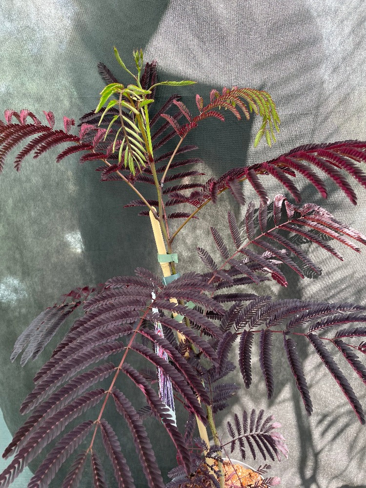 Bilde av Albizia julibr. 'Summer Chocolate'-Spanne Plantesalg