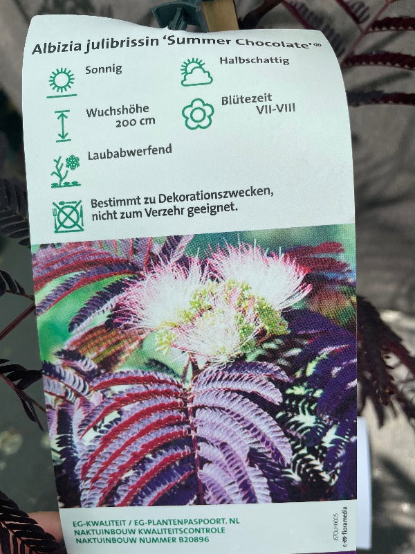 Bilde av Albizia julibr. 'Summer Chocolate'-Spanne Plantesalg