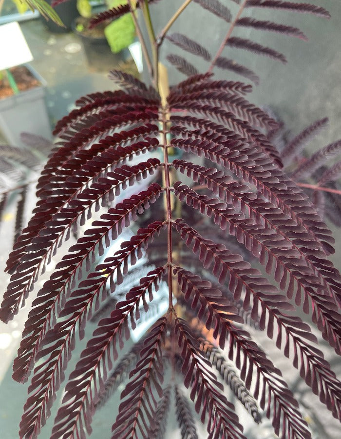 Bilde av Albizia julibr. 'Summer Chocolate'-Spanne Plantesalg