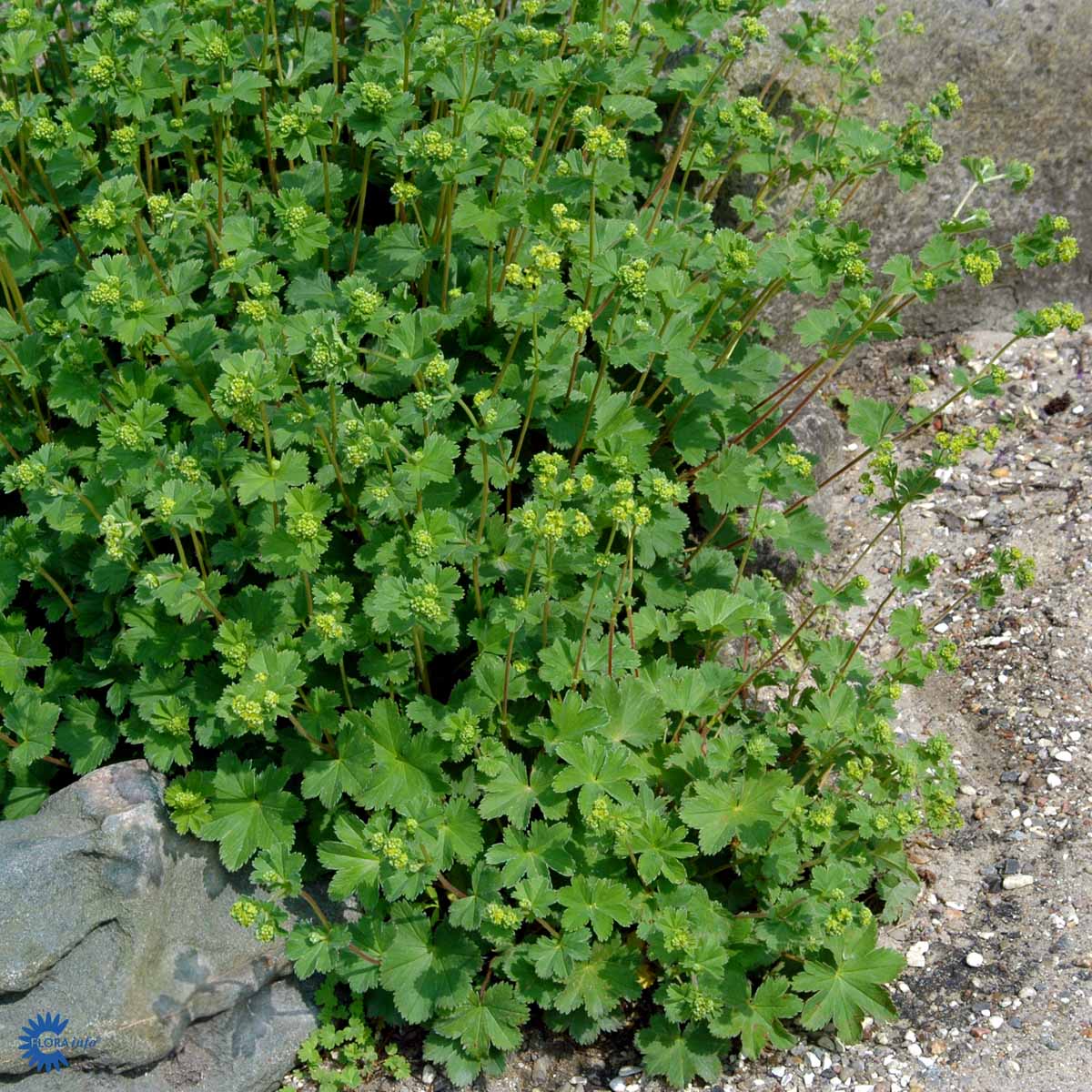 Bilde av Alchemilla erythropoda 'Alma'-Spanne Plantesalg