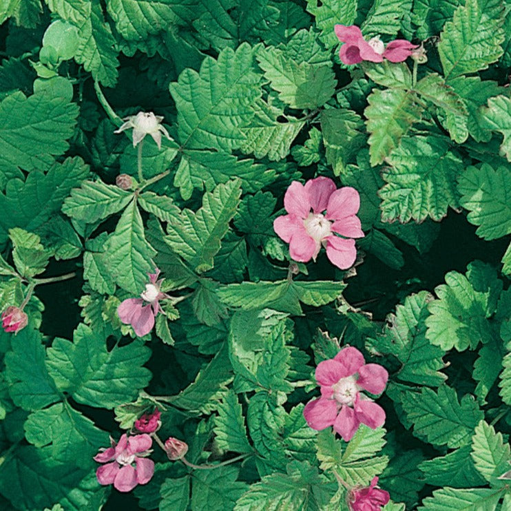 Bilde av Rubus stellarcticus 'Beata'-Spanne Plantesalg