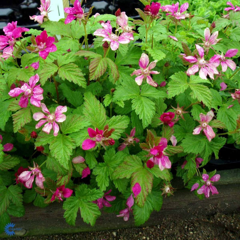Bilde av Rubus stellarcticus 'Linda'-Spanne Plantesalg