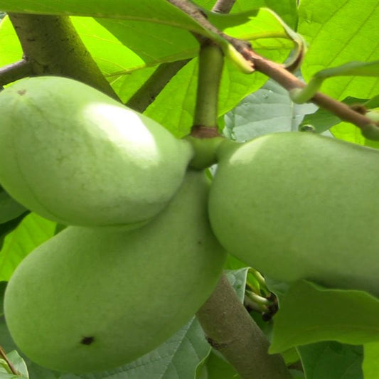 Bilde av Asimina triloba-Spanne Plantesalg