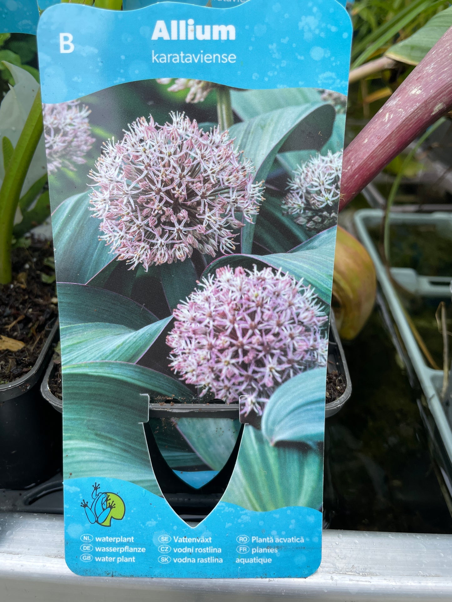 Bilde av Allium karataviense-Spanne Plantesalg