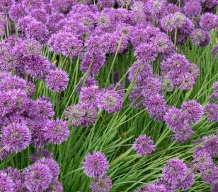 Bilde av Allium Lavender Bubbles-Spanne Plantesalg