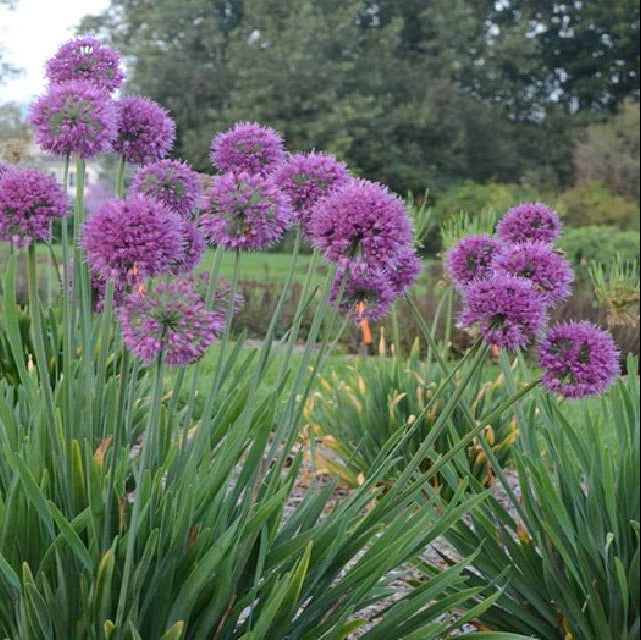 Bilde av ALLIUM LAVENDER BUBBLES-Spanne Plantesalg