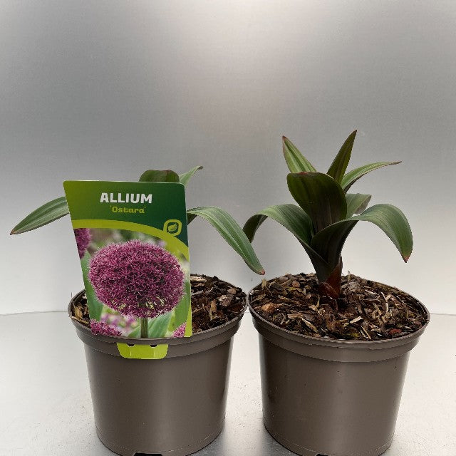 Bilde av ALLIUM OSTARA-Spanne Plantesalg