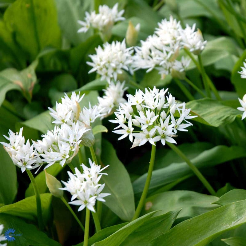 Bilde av Allium ursinum-Spanne Plantesalg